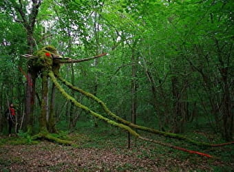 La Forêt des Géants Verts  - ARGENTENAY