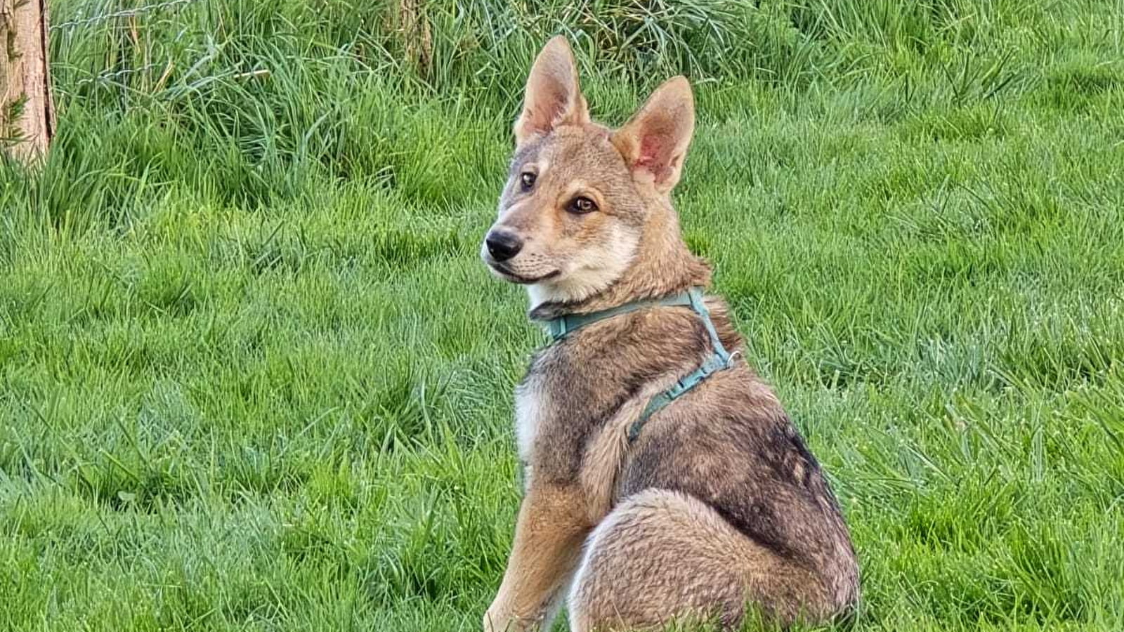 Walks with wolfdogs
